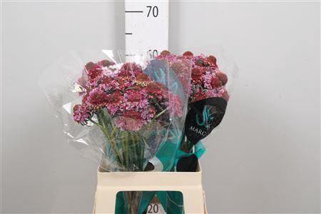 Scabiosa atropurpurea Focal Scoop Bicolor Pink