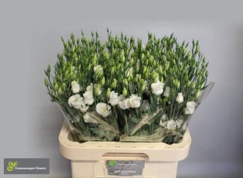 Eustoma russellianum enkelbloemig 'Piccolo White'