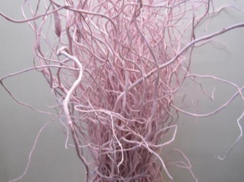 Salix kleurbehandeld H%