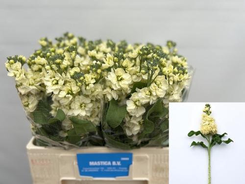 Matthiola incana 'Mathilda Yellow'