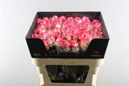 Rosa grootbloemig Jumilia