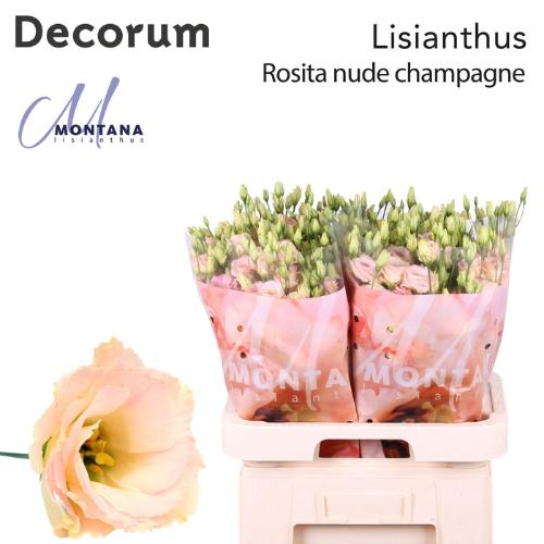 Eustoma russellianum gevuldbloemig 'Rosita Champagne'