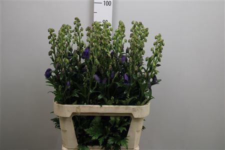 Aconitum carmichaelii 'Arendsii'