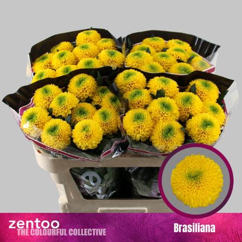 Chrysanthemum (Indicum Grp) geplozen Brasiliana