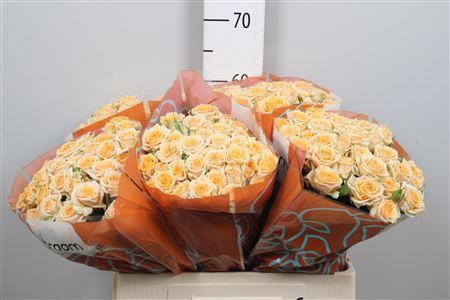 Rosa tros Trinity