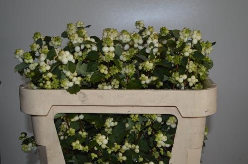 Symphoricarpos Magical Avalanche