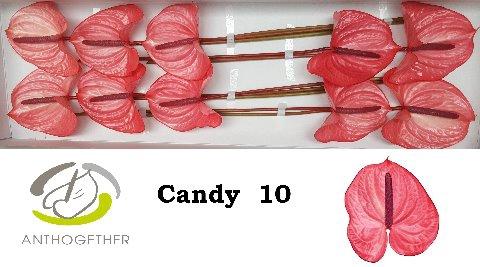 Anthurium Andreanum Grp Candy