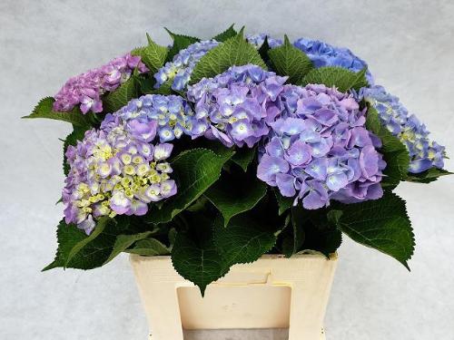 Hydrangea macrophylla 'Bodensee' (blauw)