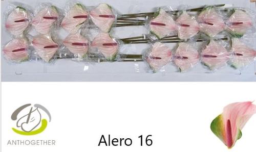 Anthurium Alero