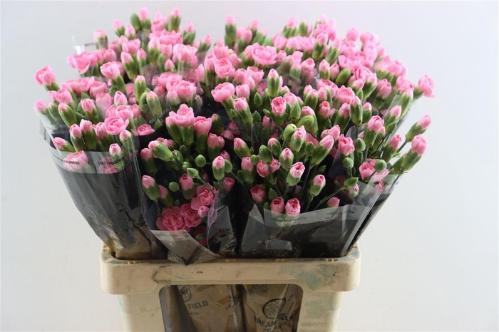 Dianthus tros overig