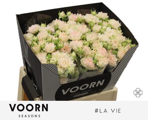Rosa tros #La Vie