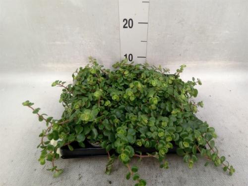 Sedum overig