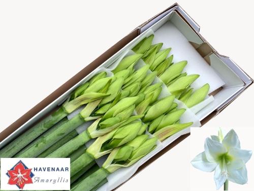 Hippeastrum (Galaxy Grp) 'Albarino'