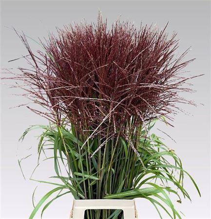 Miscanthus sinensis 'Malepartus'