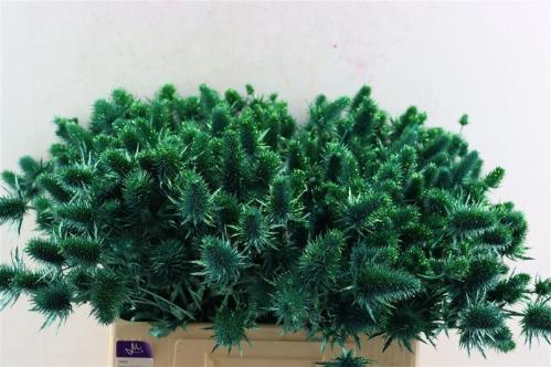 Eryngium alpinum kleurbehandeld H%