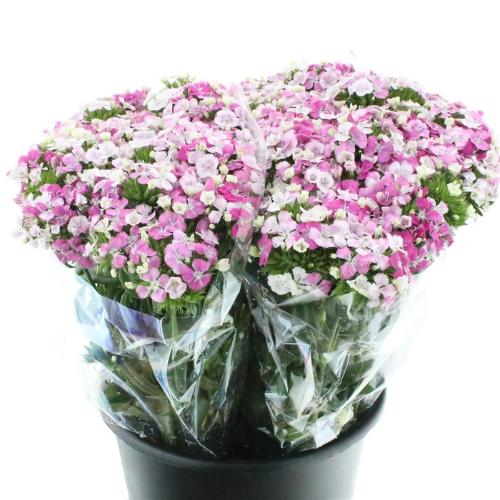 Dianthus barbatus 'Amazon Rose Magic'
