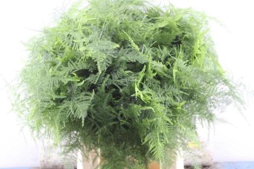 Asparagus setaceus overig