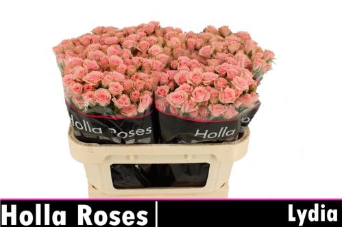 Rosa tros Lydia