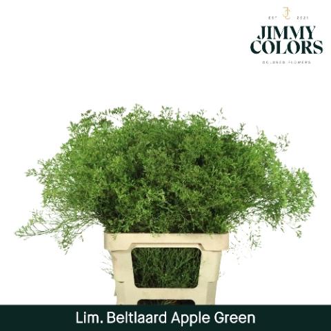 Limonium overig kleurbehandeld H%