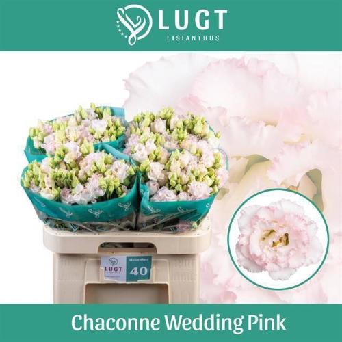 Eustoma russellianum gevuldbloemig 'Chaconne Wedding Pink'