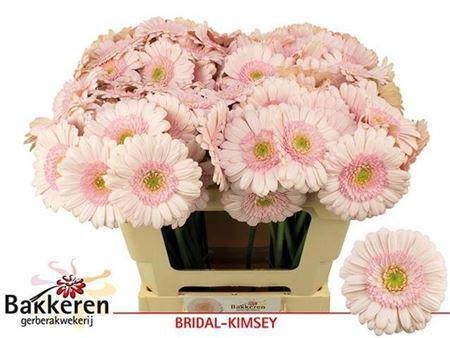 Gerbera mini Bridal Kimsey