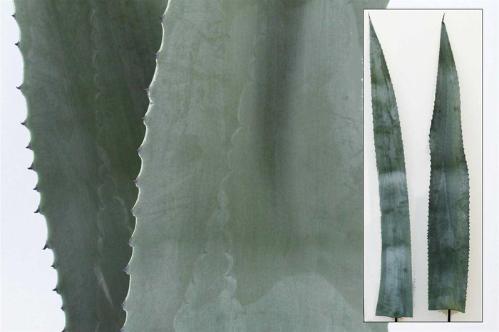 Agave americana (blad)