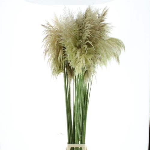 Cortaderia overig