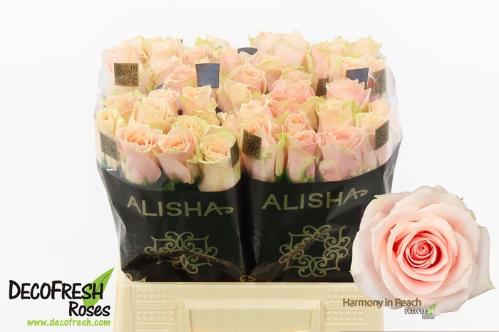 Rosa grootbloemig Harmony in Peach