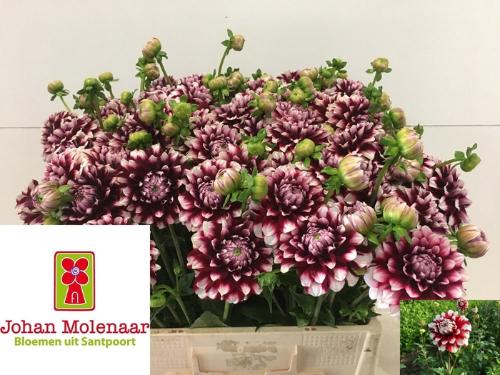 Dahlia 'Checkers'