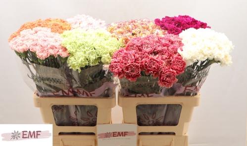 Dianthus standaard gemengd in fust