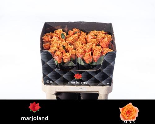 Rosa grootbloemig Novi!