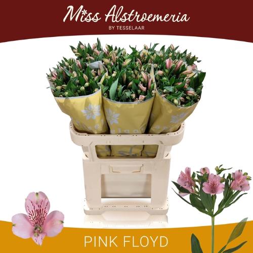 Alstroemeria Pink Floyd