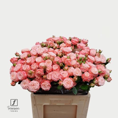 Rosa tros First Date