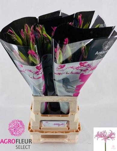 x Amarine Belladiva Roze