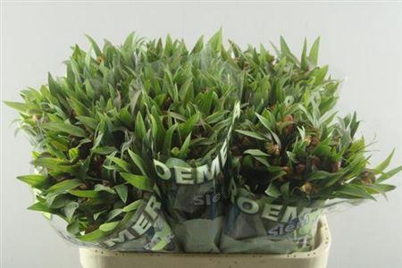 Alstroemeria Dancing Queen