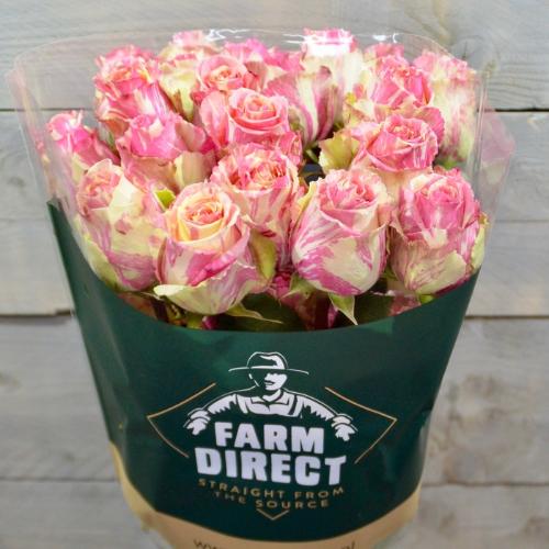 Rosa grootbloemig Fiesta+