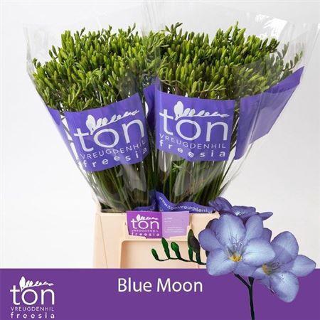 Freesia enkelbloemig 'Blue Moon'