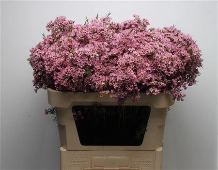 Chamelaucium uncinatum 'Michal'