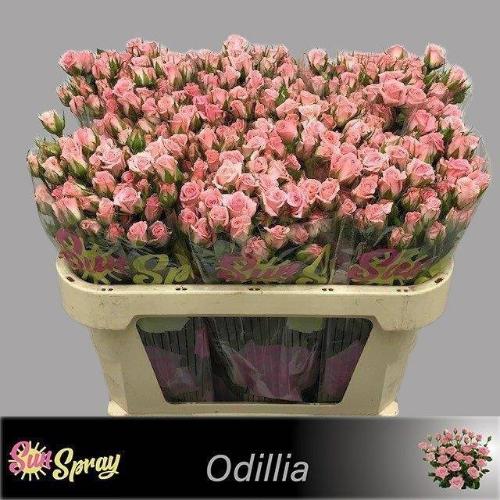 Rosa tros Odilia