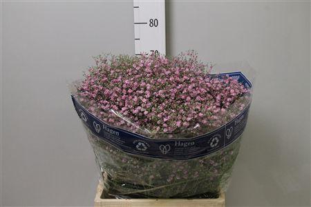 Gypsophila paniculata 'My Pink'