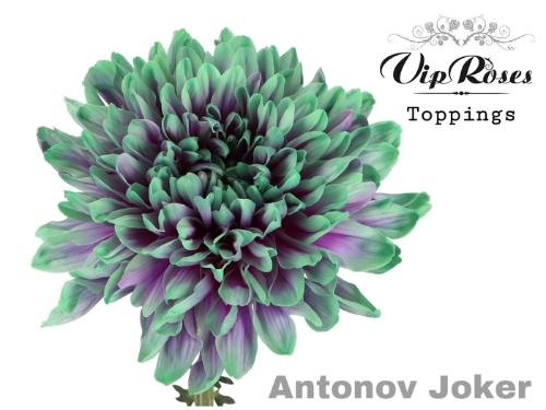 Chrysanthemum (Indicum Grp) geplozen Antonov kleurbehandeld H%