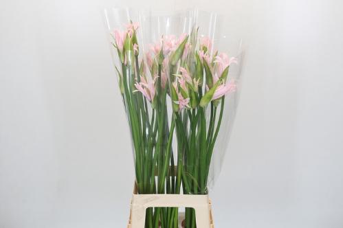 Nerine overig kas
