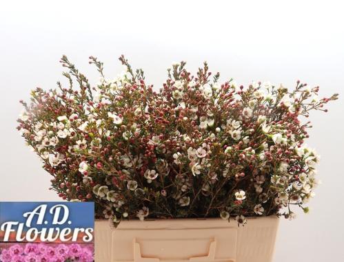 Chamelaucium micranthum 'Liron'