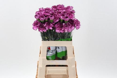 Dianthus standaard 'Royal Damascus'