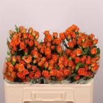 dde2bd2e-dfbc-4846-9b39-a2a20f7e9f73.jpg