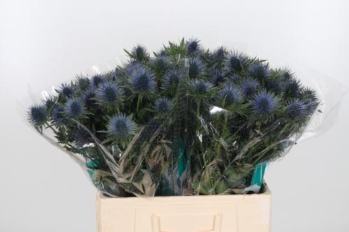 Eryngium planum Magnetar Questar