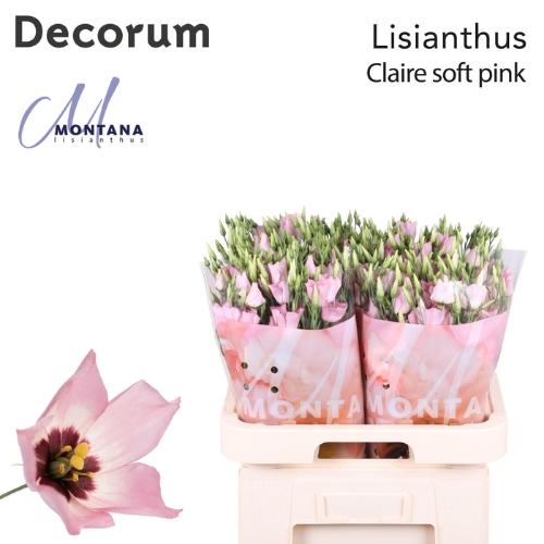 Eustoma russellianum enkelbloemig 'Claire Light Pink'