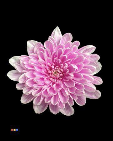 Chrysanthemum Indicum Grp tros kas kleurbehandeld H%