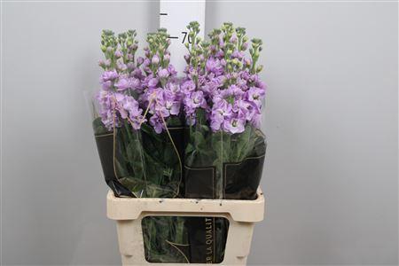 Matthiola incana 'Iron Marine'