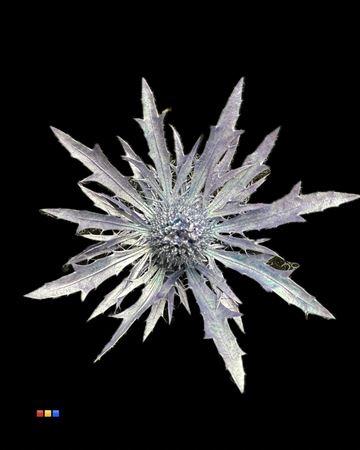 Eryngium alpinum kleurbehandeld H%